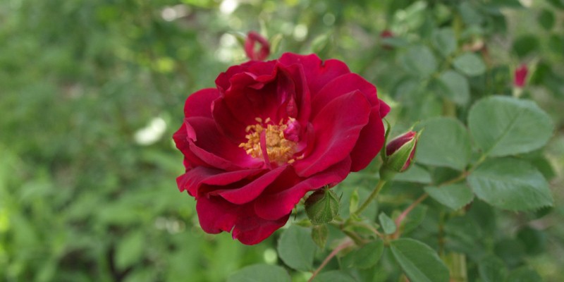 A full-blown red rose