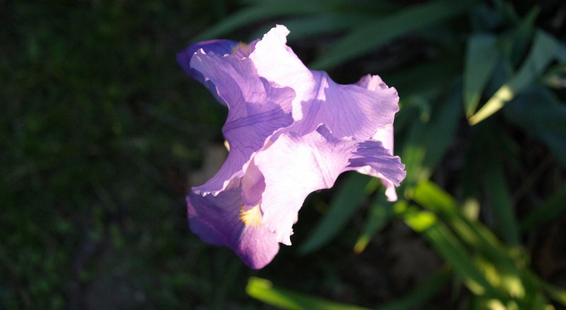 A lavender iris